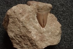 OTODUS OBLIQUUS -  forme pathologique - Ypresien - Oued Zem, Maroc