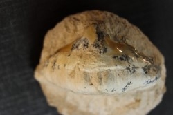 OTODUS OBLIQUUS -  forme pathologique - Ypresien - Oued Zem, Maroc
