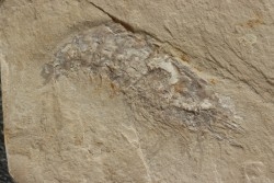 Acanthochirana smithwoodwardi - Cénomanien - Hgula - LIBAN