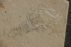 Notahomarus hakelensis (Fraas, 1878) - Cénomanien - Hgula - LIBAN