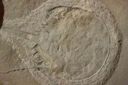 Limulus syriacus - Cénomanien - Haquel  - Byblos - LIBAN