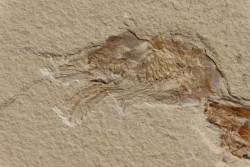 CARPOPENAEUS CALLIROSTRIS (Glaessner, 1945) - Cénomanien - Hgula - LIBAN