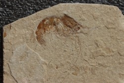 CARPOPENAEUS CALLIROSTRIS (Glaessner, 1945) - Cénomanien - Hgula - LIBAN