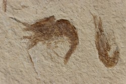CARPOPENAEUS CALLIROSTRIS (Glaessner, 1945) - Cénomanien - Hgula - LIBAN