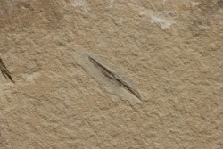 Rachiteuthis donovoni - Cénomanian - Hgula - Byblos - LIBANON