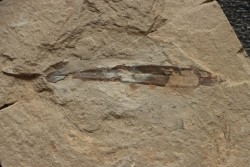 Rachiteuthis donovoni - Cénomanien - Hgula - LIBAN