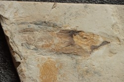 Glyphiteuthis sp. - Cénomanian - Hgula - Byblos - LIBANON