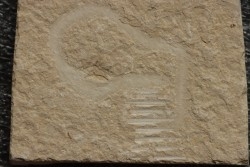 vers Annelides polychaetae  - Cénomanien - Hgula - LIBAN