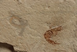 vers Annelides polychaetae  - Cénomanien - Hgula - LIBAN
