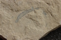 vers Annelides polychaetae  - Cénomanien - Hgula - LIBAN