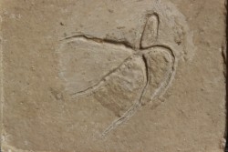 Geocoma libanotica  - Cénomanien - Hgula - LIBAN