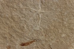 Geocoma libanotica  - Cénomanian - Hgula - Byblos - LIBANON