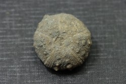 Hypodiadema koenigi  tithonian  Pointe aux oies, 62 - FRANCE