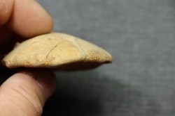 Mepygurus depressus - lower callovian - Mamers, 72 - FRANCE