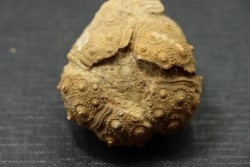 Rhabdocidaris guttata - upper callovian  "assise des careaux"  Mortagne au Perche, 61 - FRANCE
