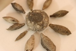 Caenocidaris cucumifera  Bajocian  Culoz (Ain) - FRANCE