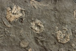 polydiadema ambiguum with radioles and  stomechinus sp - Bajocian - Aran, Swiss