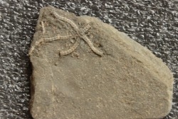 Ophiomusium gagnebini - Oxfordian - Weissenstein, Solsure , Swiss