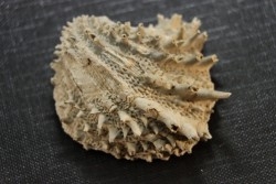 Crepidula (bostrycapulus) chamnessi - Pliocene - Fort drum crystal mine, Florida, USA