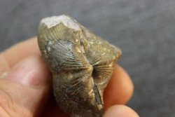 BRACHIOPODE PARASPIRIFER BOWNOCKERI - Dévonien moyen - Silica formation - LUCAS Co, OHIO, USA