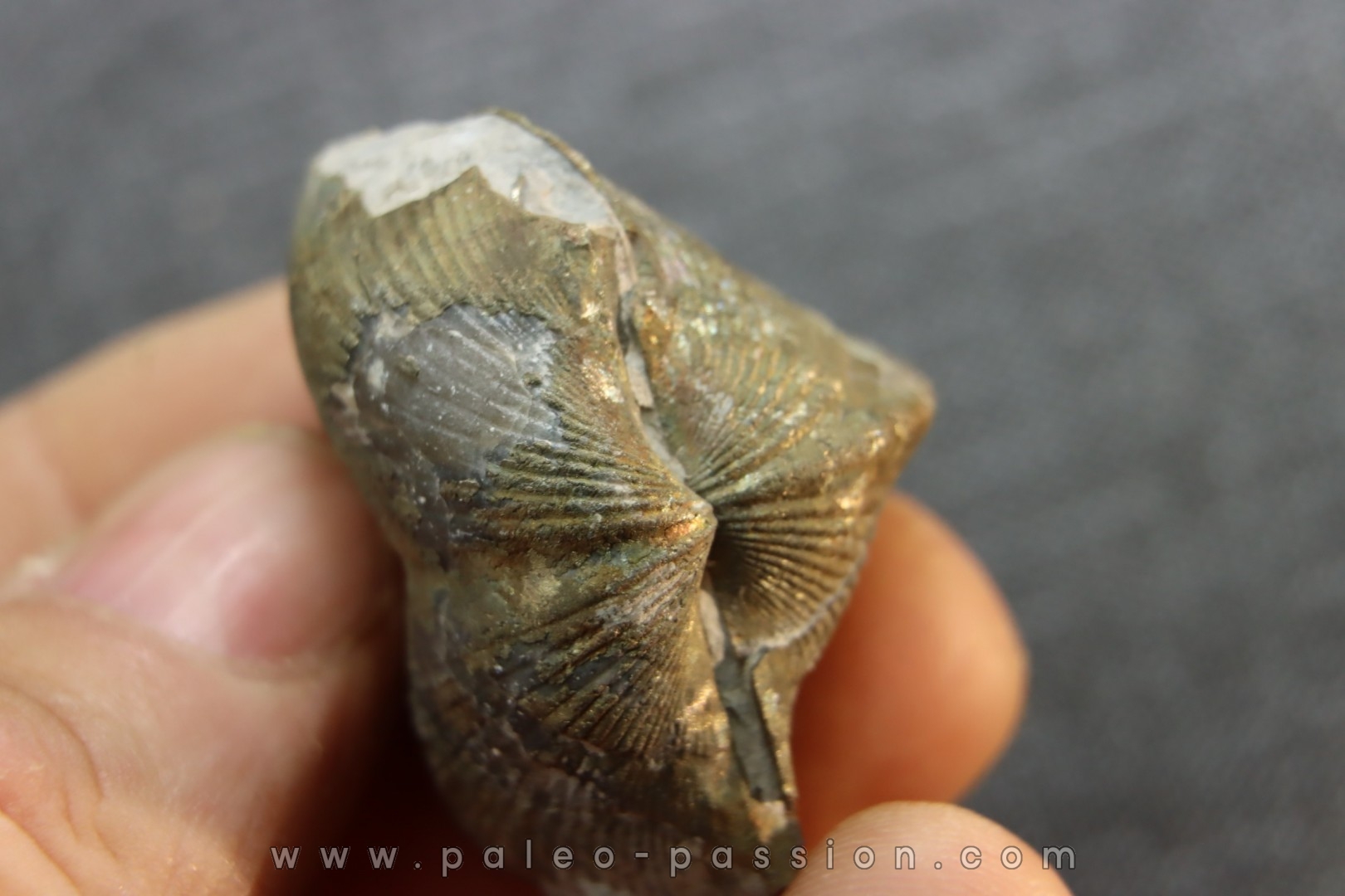 PARASPIRIFER BOWNOCKERI // middle Devonian // Silica