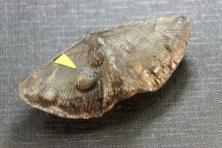 CYRTOSPIRIFER VERNEUILLI  et petrocrania sp. Devonien - Barvaux Belgique