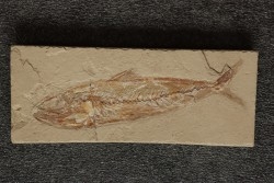 Phylactocephalus microlepis (David, 1887) - Cénomanien - Hgula - Byblos - LIBAN