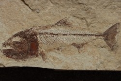 Enchodus marchasettii (Kramberger, 1895) - Cénomanian  Hakil - Byblos - LIBANON