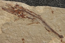 Eurypholys boisieri (Pictet, 1850) - Cénomanien - Haquel - Byblos - LIBAN