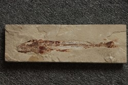 Eurypholys boisieri (Pictet, 1850) - Cénomanian  Hakil - Byblos - LIBANON