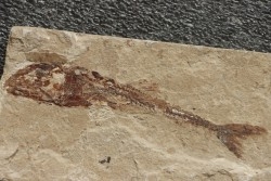 Eurypholys boisieri (Pictet, 1850) - Cénomanian  Hakil - Byblos - LIBANON