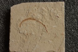 anguille: Abisaadia Hakelensis (Davis, 1887) - Cénomanien - Haquel - Byblos - LIBAN