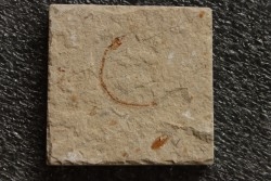 anguille: Abisaadia Hakelensis (Davis, 1887) - Cénomanien - Haquel - Byblos - LIBAN
