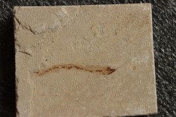 anguille: Abisaadia Hakelensis (Davis, 1887) - Cénomanien - Haquel - Byblos - LIBAN