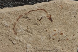 anguille: Abisaadia Hakelensis (Davis, 1887) - Cénomanien - Haquel - Byblos - LIBAN