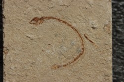 anguille: Abisaadia Hakelensis (Davis, 1887) - Cénomanien - Haquel - Byblos - LIBAN