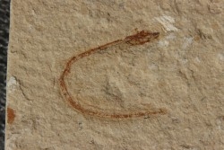 anguille: Abisaadia Hakelensis (Davis, 1887) - Cénomanien - Haquel - Byblos - LIBAN