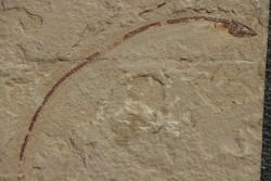anguille:  Anguillavus quadripinnis (Hay, 1903) - Cénomanien - Hgula - Byblos - LIBAN
