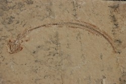 anguille:  Hayenchelus germanus (Hay, 1903) - Cénomanien - Hgula - Byblos - LIBAN