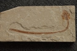 anguille:  Hayenchelus germanus (Hay, 1903) - Cénomanien - Hgula - Byblos - LIBAN
