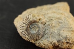 Schlotheimia gr. angulata (Schlotheim, 1820)  upper Hettangian  Nancy - FRANCE