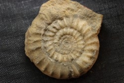 Echioceras raricostatoides (Vadaz)  Sinemurien superieur - Pulnoy,  FRANCE