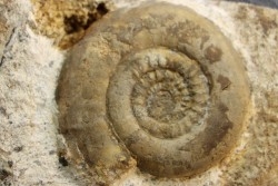 Leptechioceras macdonnelli  upper Sinemurian   Pulnoy, FRANCE
