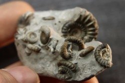 nodule à Promicroceras planicosta - Sinemurien superieur - Pulnoy,  FRANCE