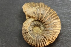 Elsaella tiskatinensis (Luber & alii, 2017) Aptien région d'agadir, Maroc