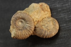 Elsaella tiskatinensis (Luber & alii, 2017) Aptian Agadir area , Morocco