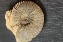 Elsaella tiskatinensis (Luber & alii, 2017) Aptian Agadir area , Morocco