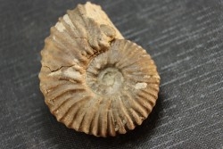 Elsaella tiskatinensis (Luber & alii, 2017) Aptien région d'agadir, Maroc