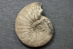 Virgatosphinctes proskesinki  tithonien  Russie