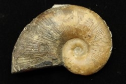 Lytoceras siemensis (Denckmann)  toarcien inferieur  Brannschweig, Allemagne